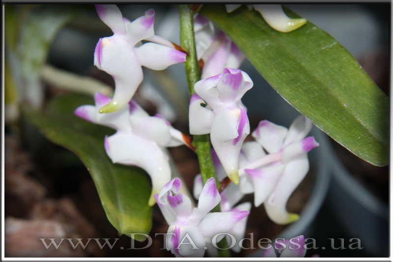 Aerides 'Odorata'