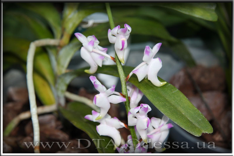 Aerides 'Odorata'