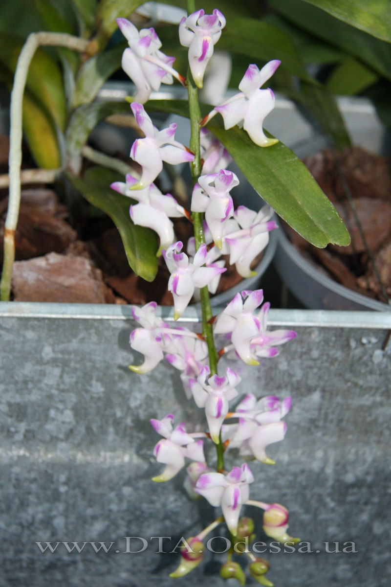 Aerides 'Odorata'