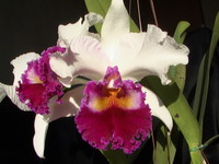 Cattleya