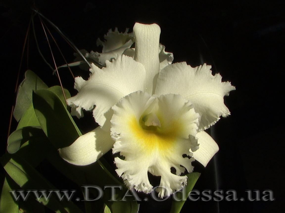 Cattleya 'Queen Sirichit'