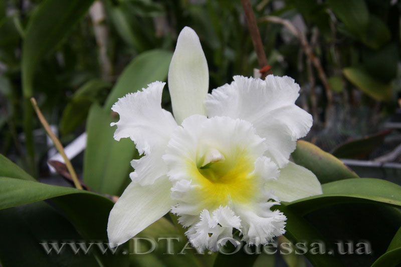 Cattleya 'Queen Sirichit'