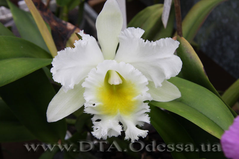 Cattleya 'Queen Sirichit'