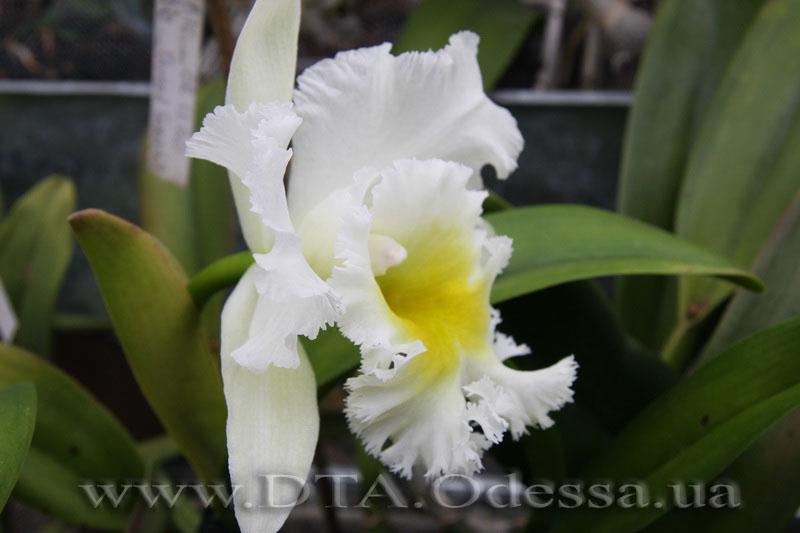 Cattleya 'Queen Sirichit'