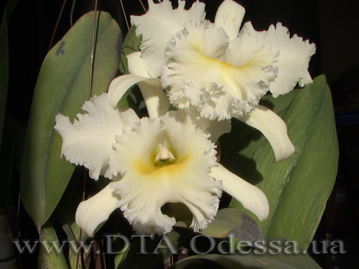 Cattleya 'Queen Sirichit'