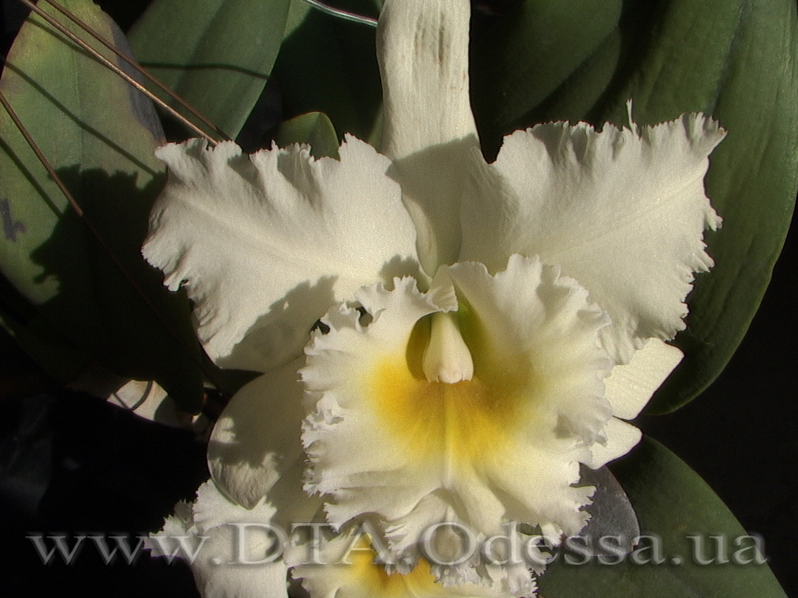 Cattleya 'Queen Sirichit'