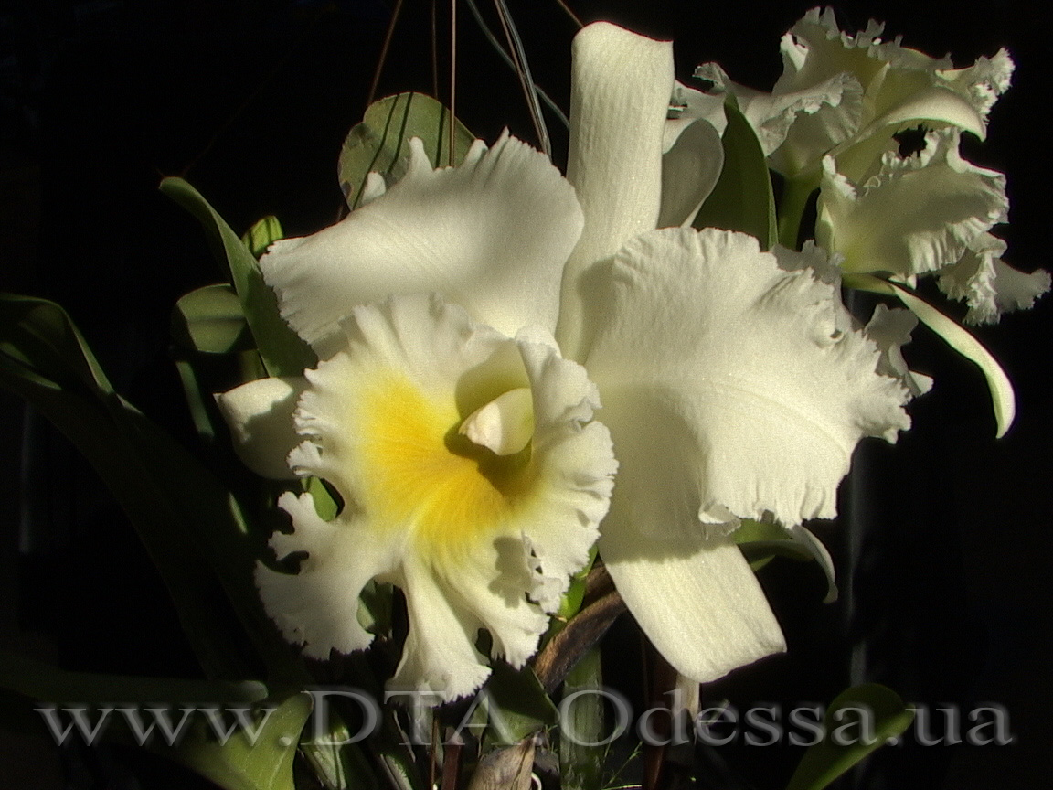 Cattleya 'Queen Sirichit'