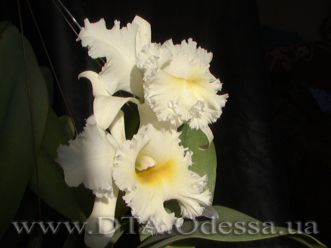 Cattleya 'Queen Sirichit'