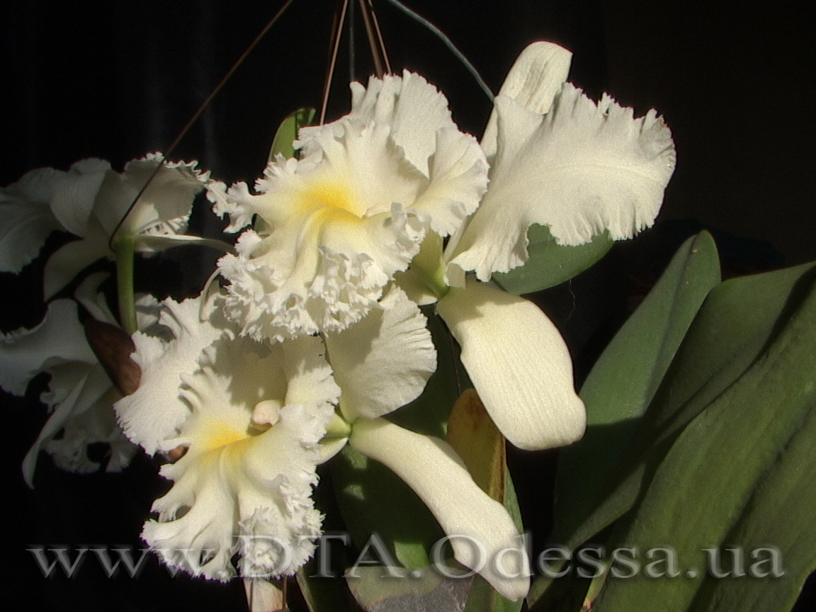 Cattleya 'Queen Sirichit'