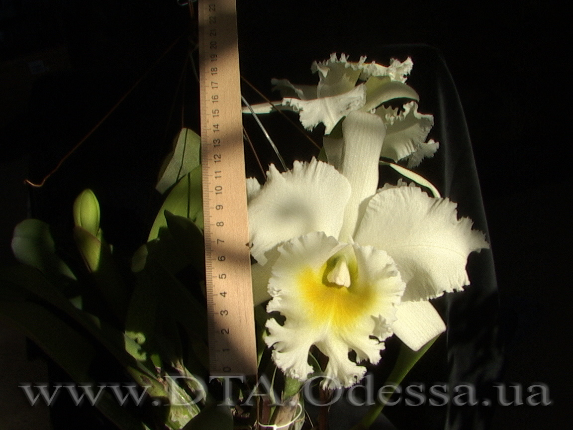 Cattleya 'Queen Sirichit'