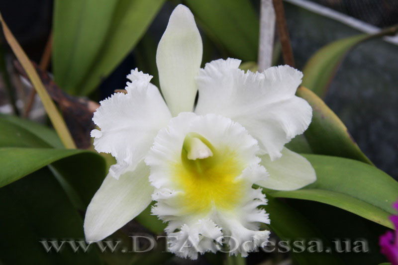 Cattleya 'Queen Sirichit'