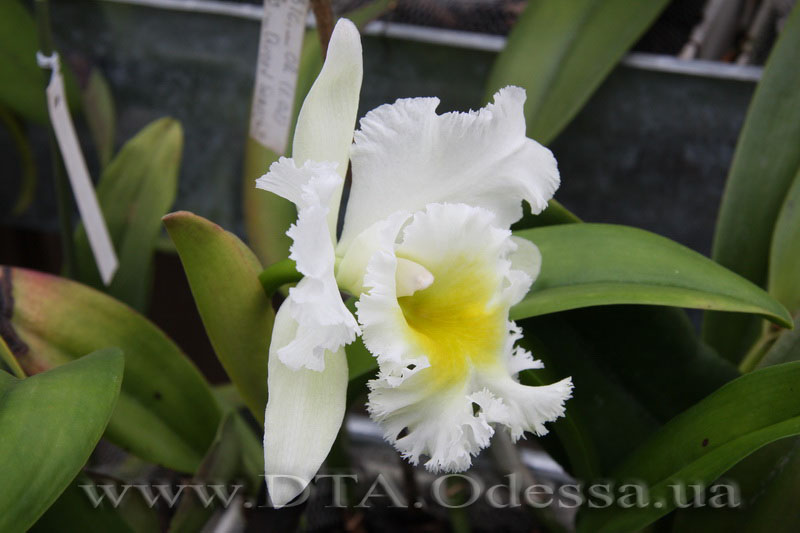 Cattleya 'Queen Sirichit'