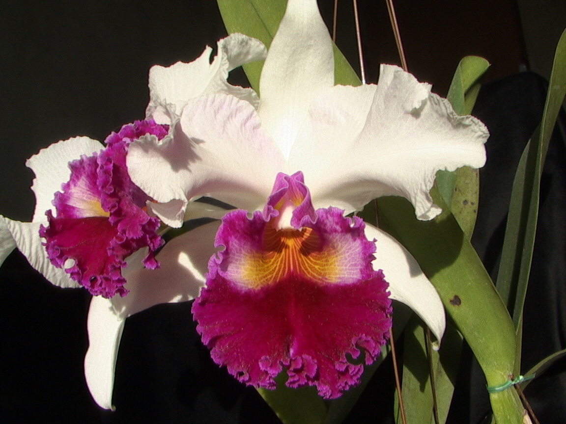 Cattleya, Unknown Hibrid