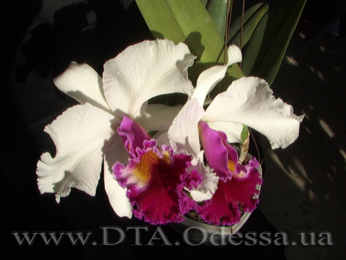 Cattleya, Unknown Hibrid