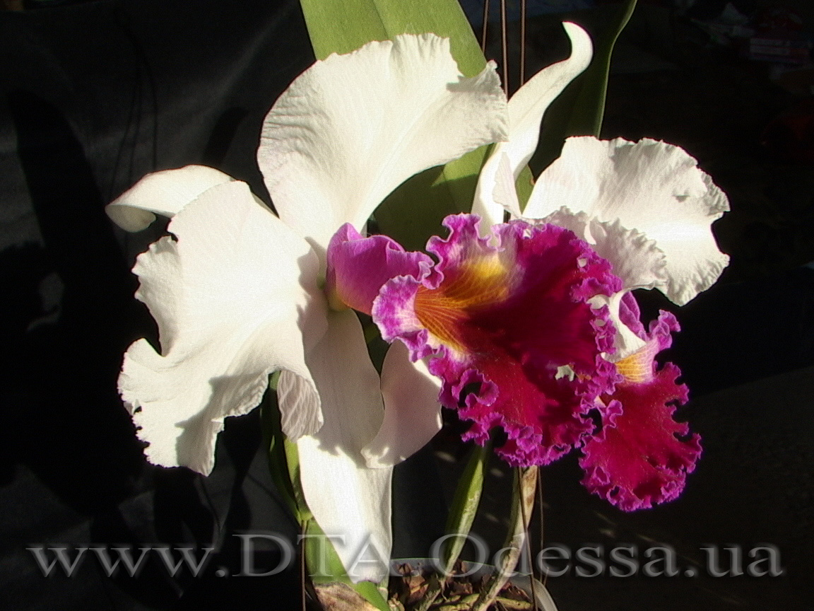 Cattleya, Unknown Hibrid