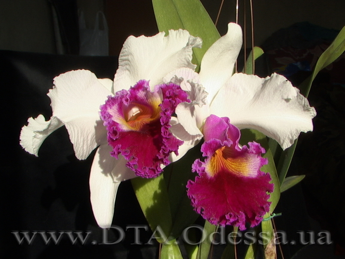 Cattleya, Unknown Hibrid