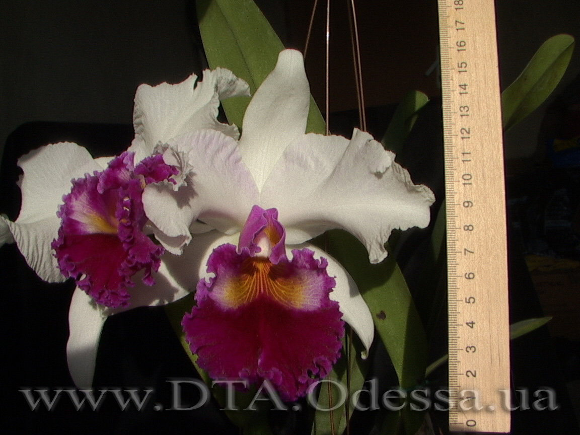 Cattleya, Unknown Hibrid