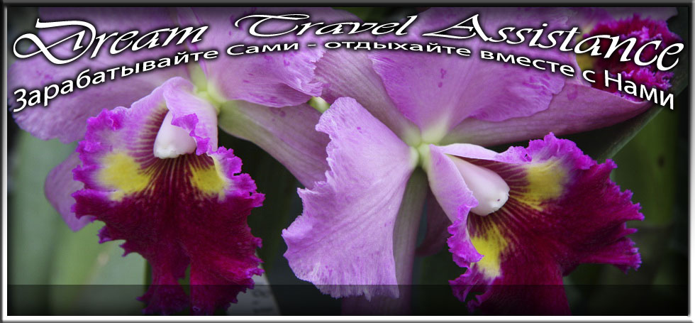 Cattleya, Blc. Lucky Strike 