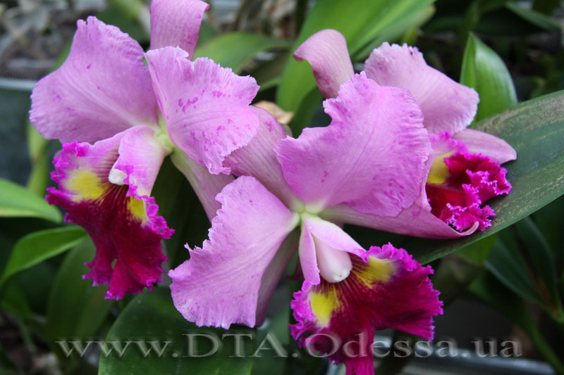 Blc. Lucky Strike 'Golden Ring'