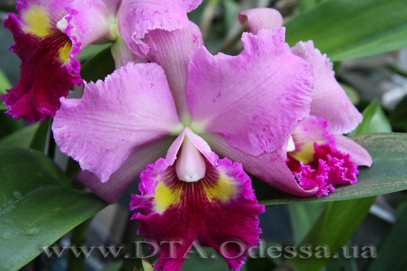 Blc. Lucky Strike 'Golden Ring'