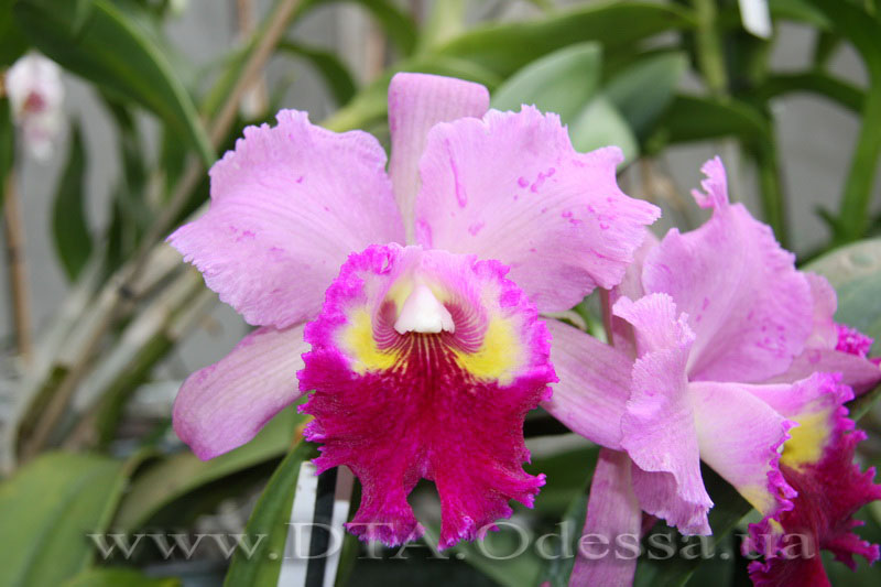 Blc. Lucky Strike 'Golden Ring'