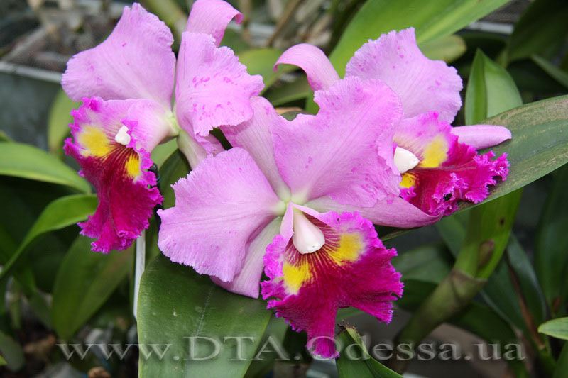 Blc. Lucky Strike 'Golden Ring'