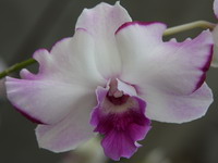 Dendrobium