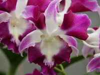 Dendrobium