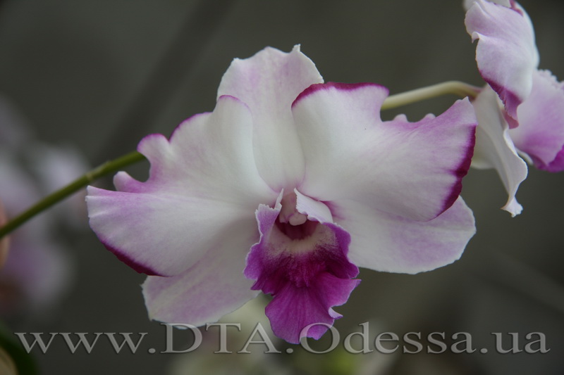 Dendrobium 'Anucha Flair'