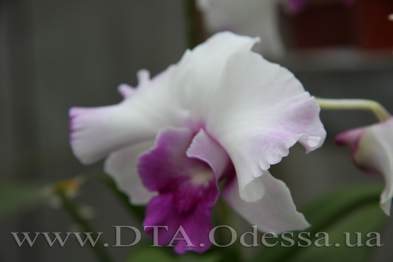 Dendrobium 'Anucha Flair'