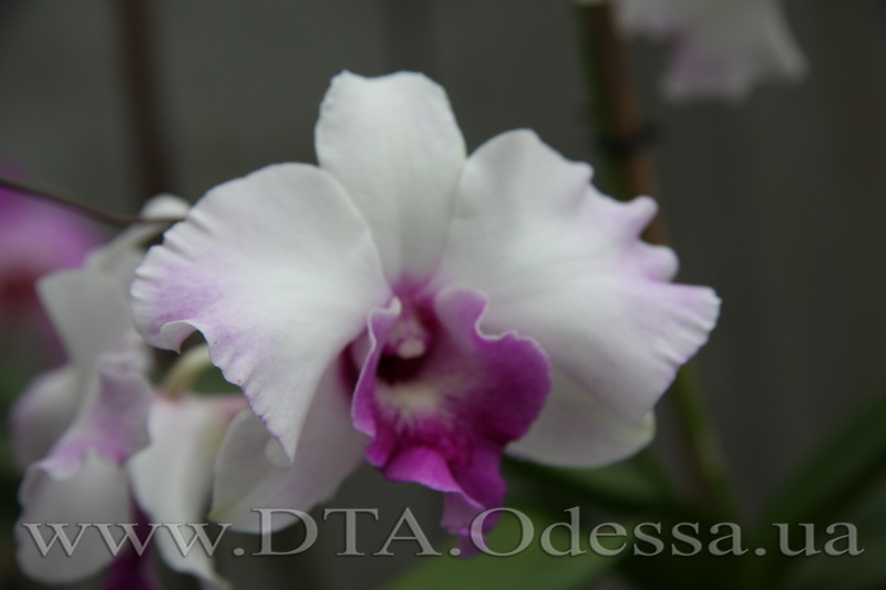 Dendrobium 'Anucha Flair'