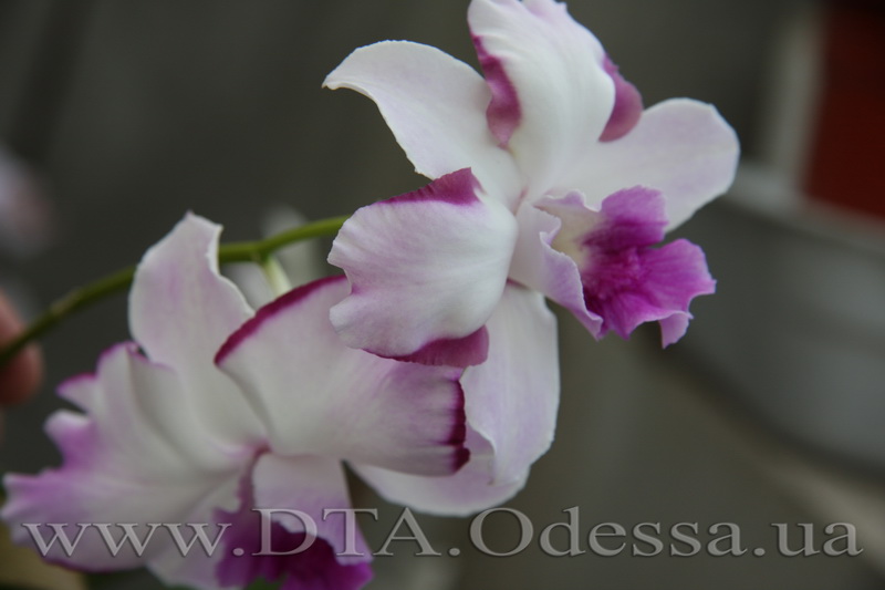 Dendrobium 'Anucha Flair'