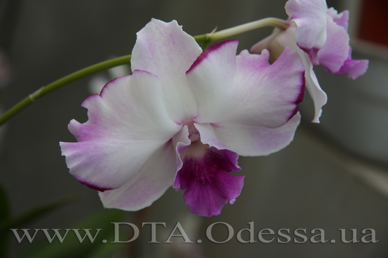 Dendrobium 'Anucha Flair'