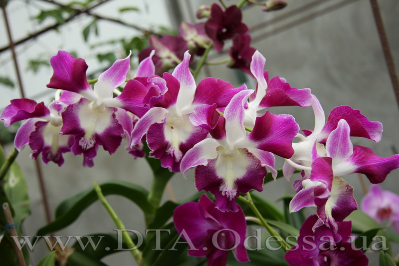 Dendrobium 'King Dragon'