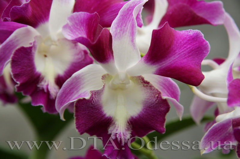 Dendrobium 'King Dragon'