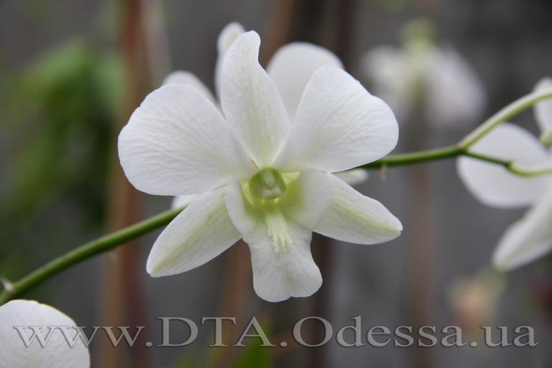 Dendrobium 'Emma White'