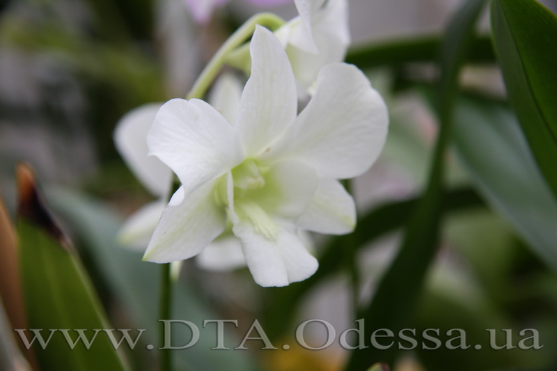 Dendrobium 'Emma White'