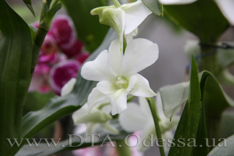 Dendrobium 'Emma White'