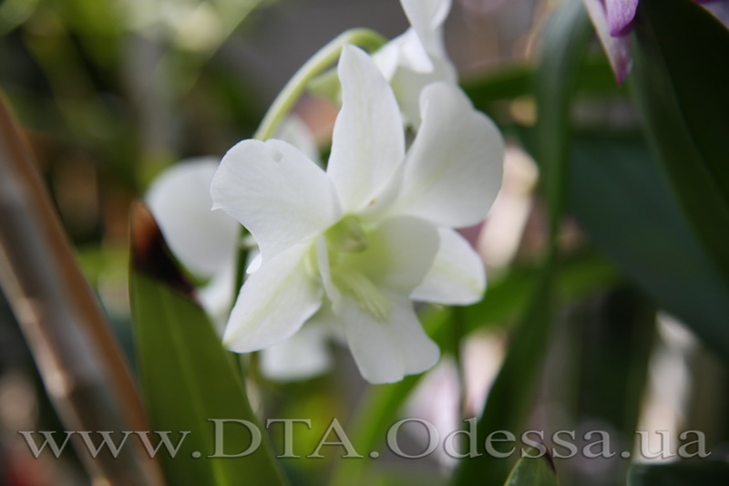 Dendrobium 'Emma White'