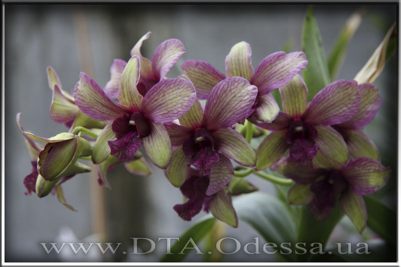 Dendrobium 'Burana Emerald'