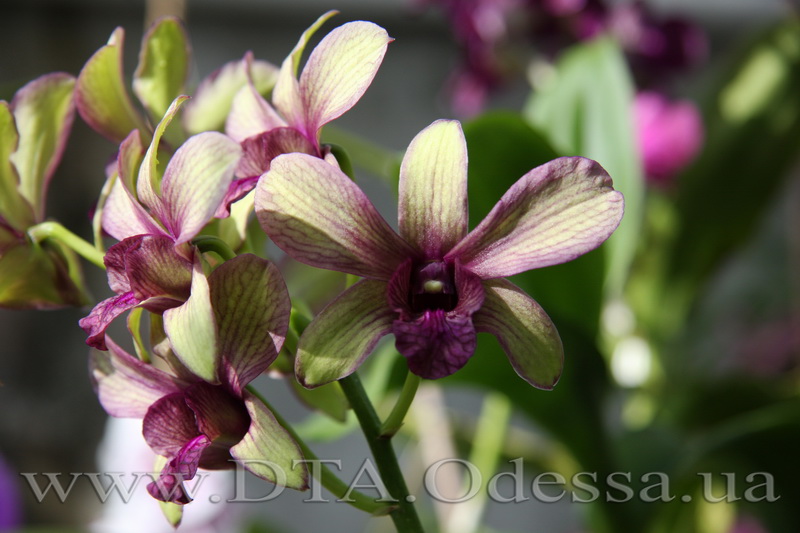 Dendrobium 'Burana Emerald'