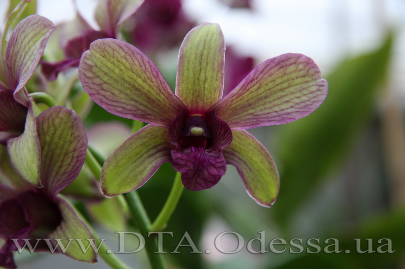 Dendrobium 'Burana Emerald'