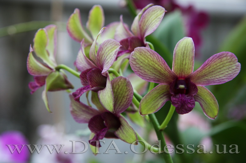 Dendrobium 'Burana Emerald'