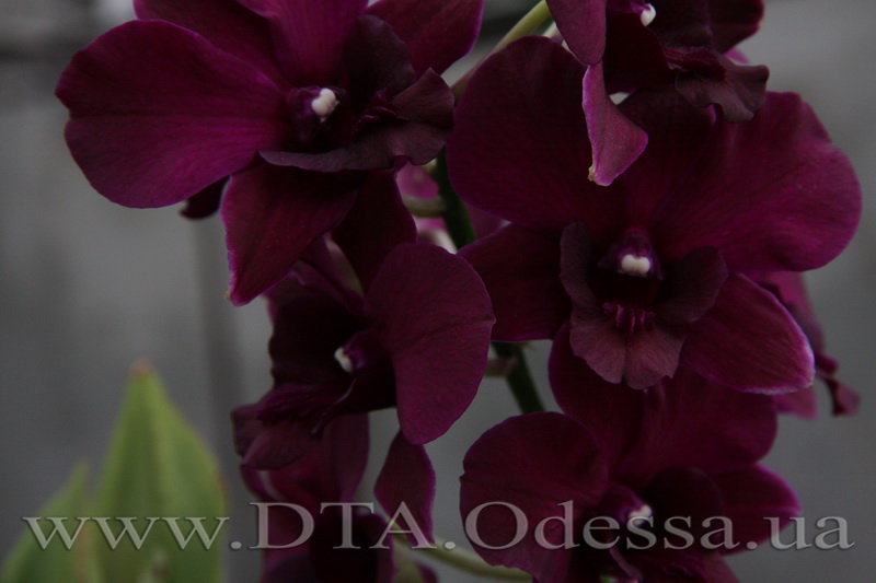 Dendrobium 'Midnight Velvet'