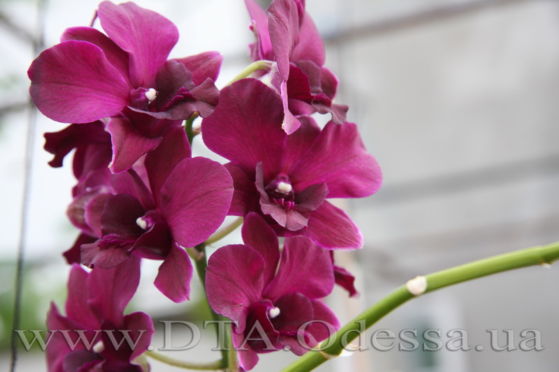 Dendrobium 'Midnight Velvet'