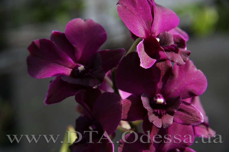 Dendrobium 'Midnight Velvet'