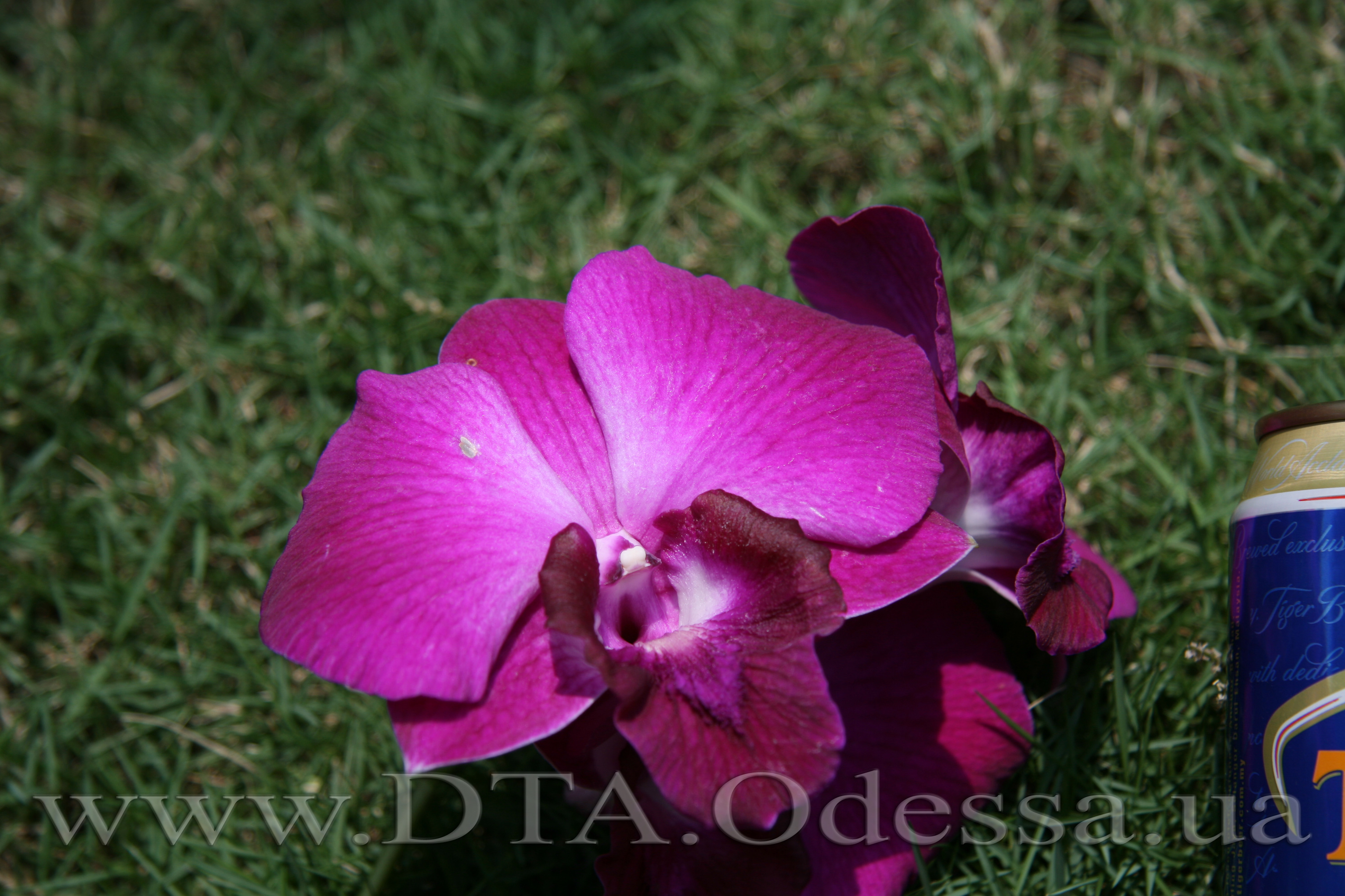 Dendrobium, Unknown Hibrid