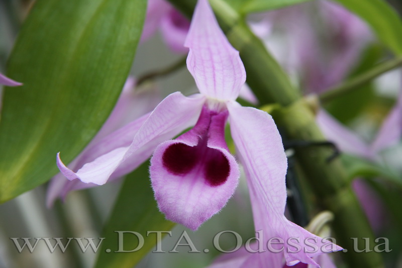 Dendrobium 'Anosmum'