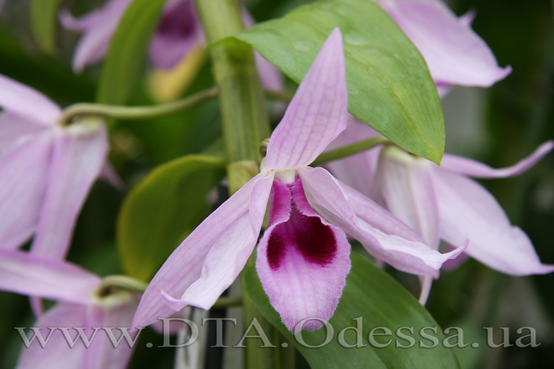 Dendrobium 'Anosmum'