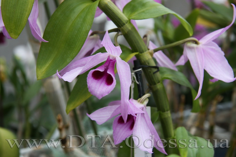 Dendrobium 'Anosmum'